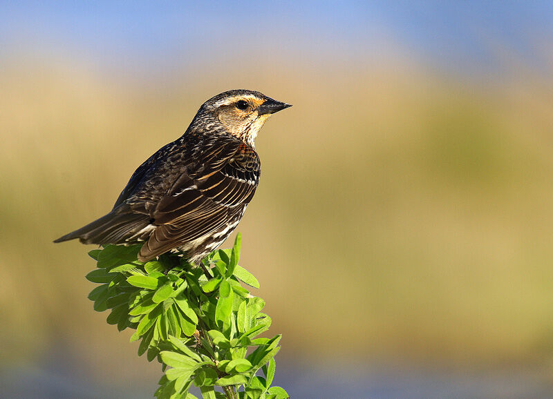 Red-winged Blackbird female, identification