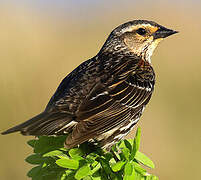 Red-winged Blackbird