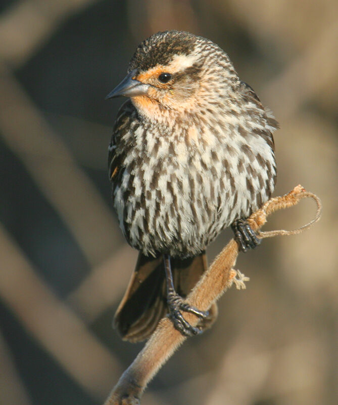 Red-winged Blackbird female, identification