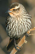 Red-winged Blackbird