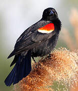 Red-winged Blackbird