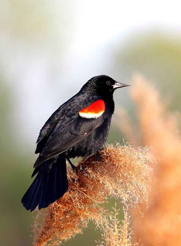 Red-winged Blackbird male, identification