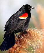 Red-winged Blackbird