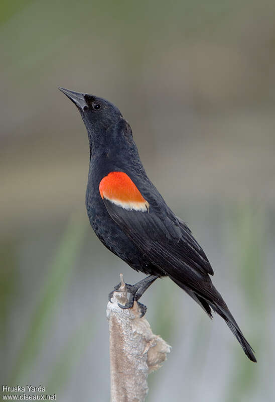 Red-winged Blackbird male adult breeding, identification