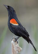 Red-winged Blackbird