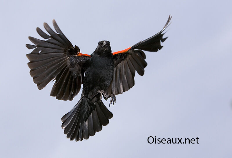 Red-winged Blackbird male