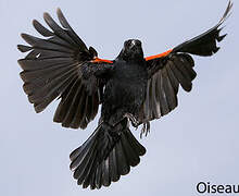 Red-winged Blackbird