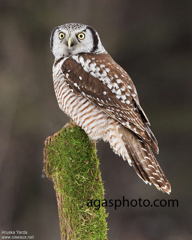 Northern Hawk-Owladult, identification