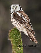 Northern Hawk-Owl