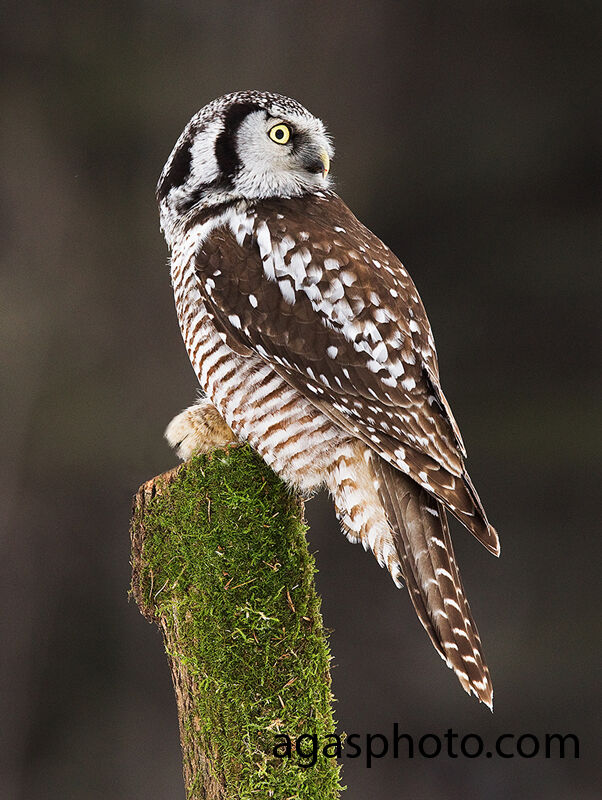 Northern Hawk-Owl