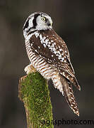 Northern Hawk-Owl