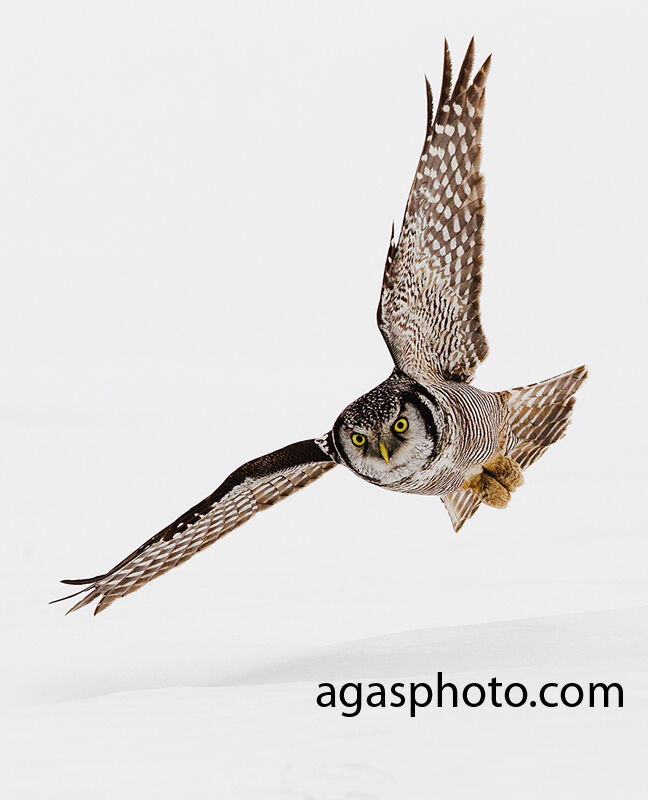 Northern Hawk-Owl