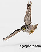 Northern Hawk-Owl