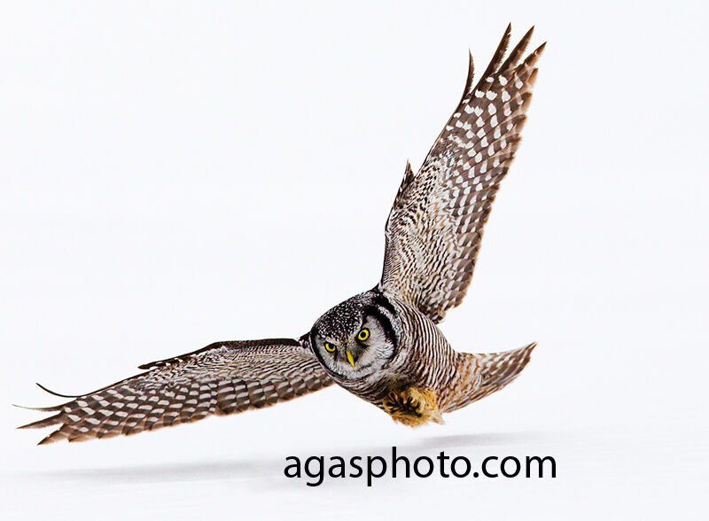 Northern Hawk-Owl