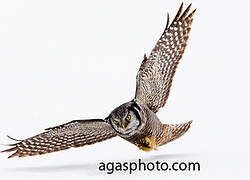 Northern Hawk-Owl