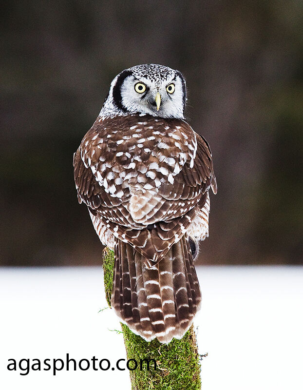 Northern Hawk-Owl