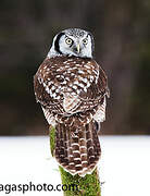 Northern Hawk-Owl