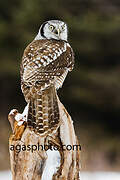 Northern Hawk-Owl