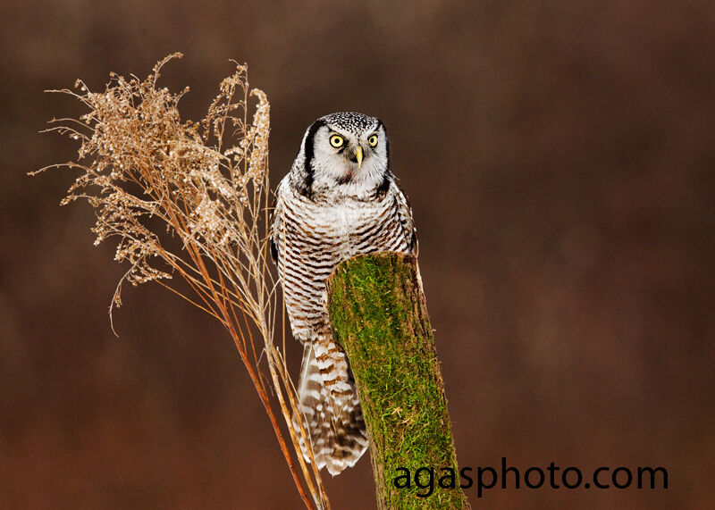 Northern Hawk-Owl