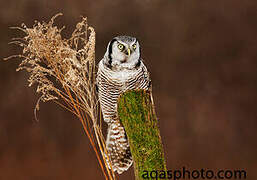 Northern Hawk-Owl