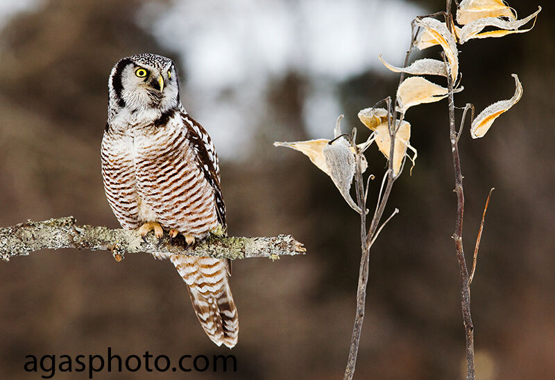 Northern Hawk-Owl