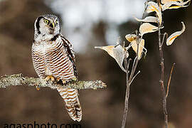 Northern Hawk-Owl