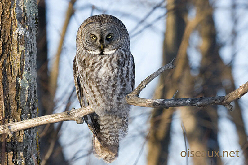 Great Grey Owl