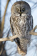 Great Grey Owl