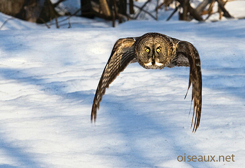 Great Grey Owl, Flight