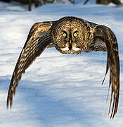 Great Grey Owl