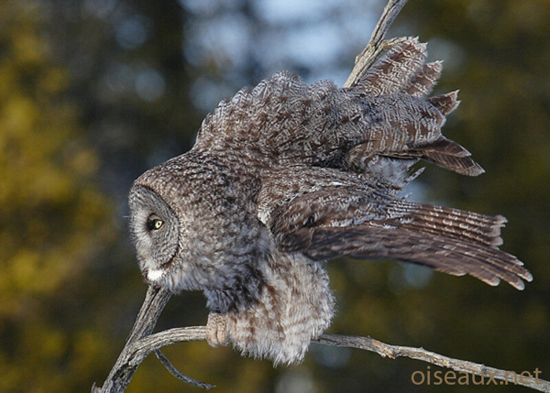 Great Grey Owl