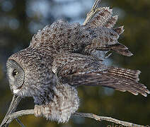 Great Grey Owl