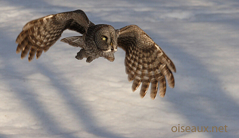 Great Grey Owl, Flight
