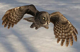 Great Grey Owl