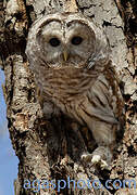 Barred Owl