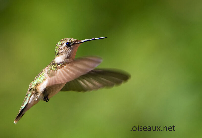 Ruby-throated Hummingbird female, Flight