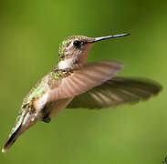 Colibri à gorge rubis