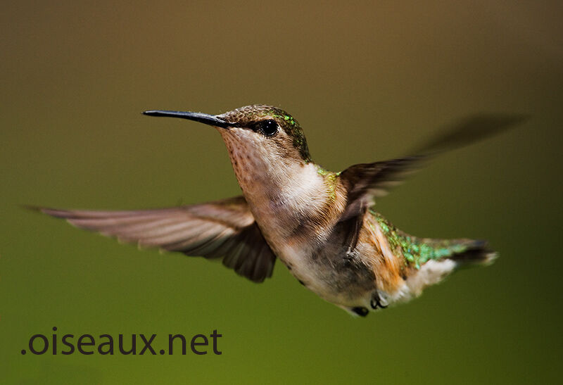 Ruby-throated Hummingbird female, Flight