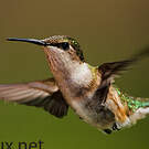 Colibri à gorge rubis
