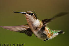 Colibri à gorge rubis