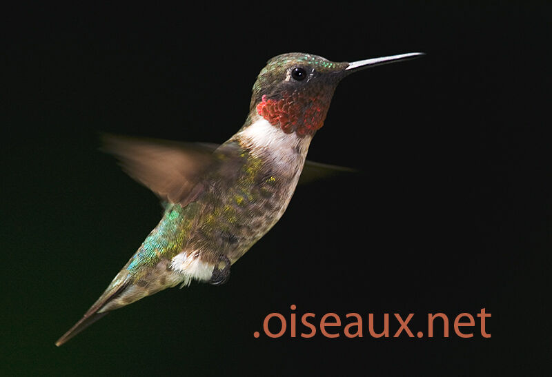 Ruby-throated Hummingbird male, Flight