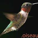Colibri à gorge rubis