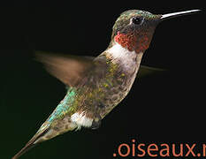 Ruby-throated Hummingbird