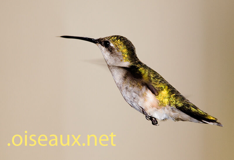 Ruby-throated Hummingbird female, Flight