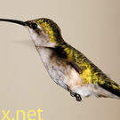 Colibri à gorge rubis