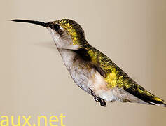 Ruby-throated Hummingbird