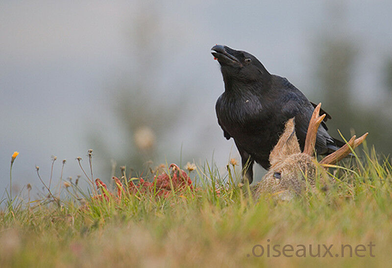 Grand Corbeau