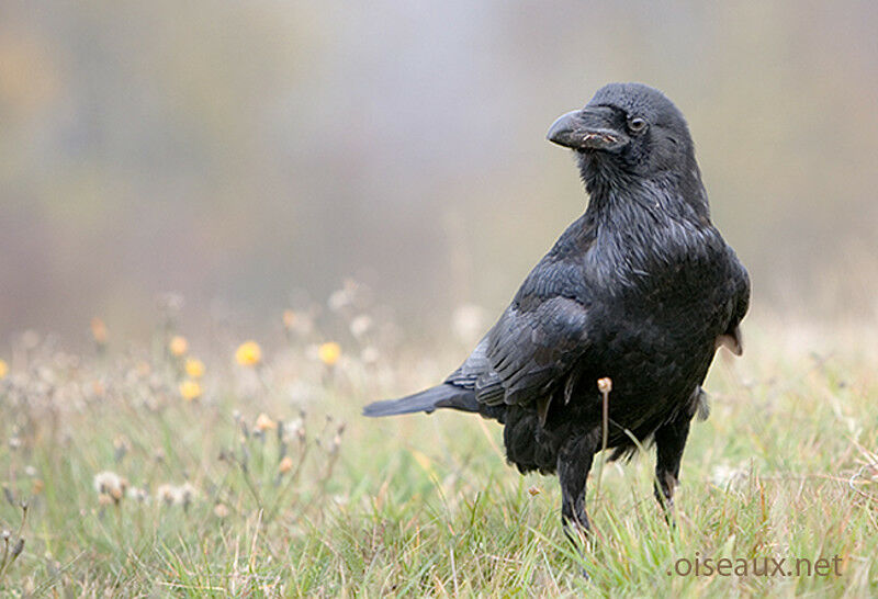 Northern Raven