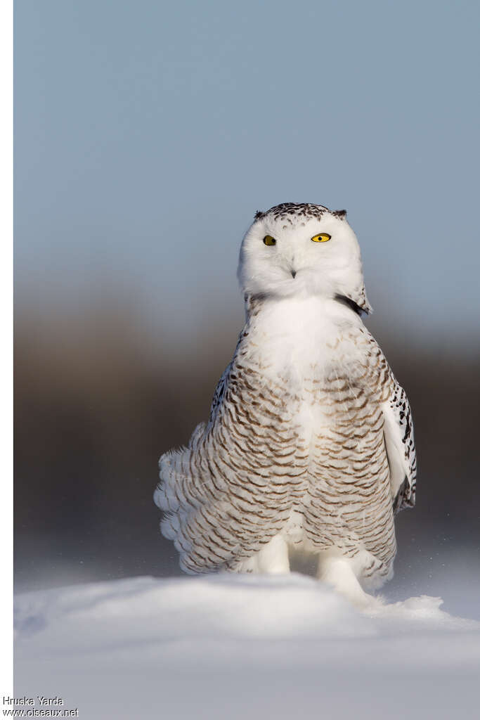 Harfang des neiges