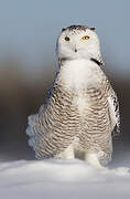 Snowy Owl